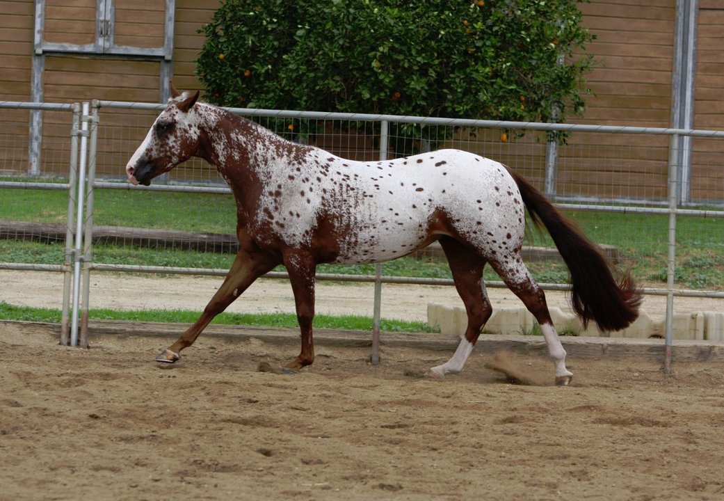 Leopard_Appaloosa_by_FineEquine