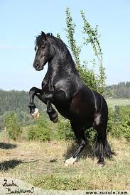 images (4)