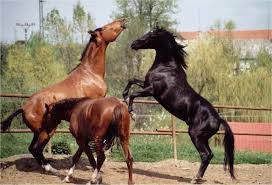 images (6)