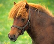 shetland11