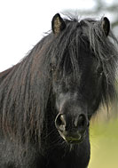 shetland12