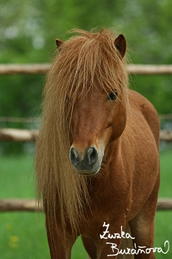 shetland14