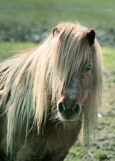 shetland16