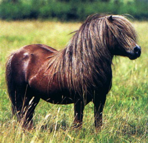 shetland17