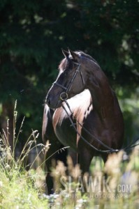 Trakehner-Laurin-67-10