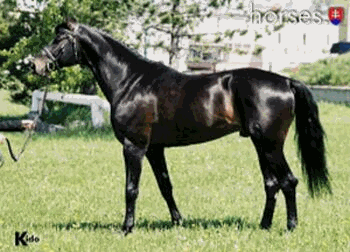 furioso