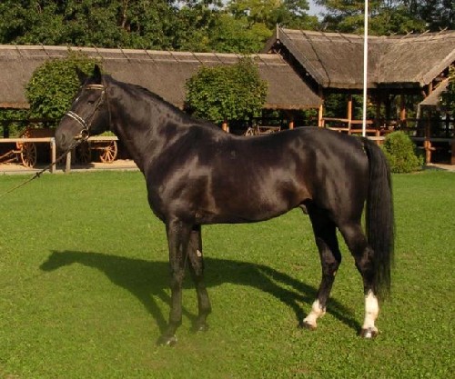 furioso2 500