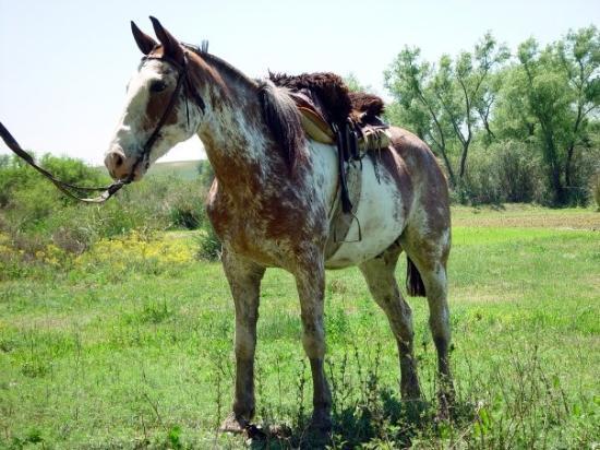 caballo-criollo-argentina