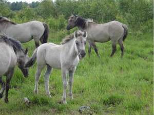 Konik Fohlen