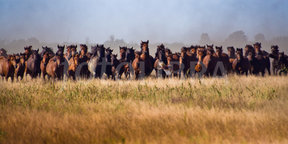 472961-romania-danube-delta-wild-horses