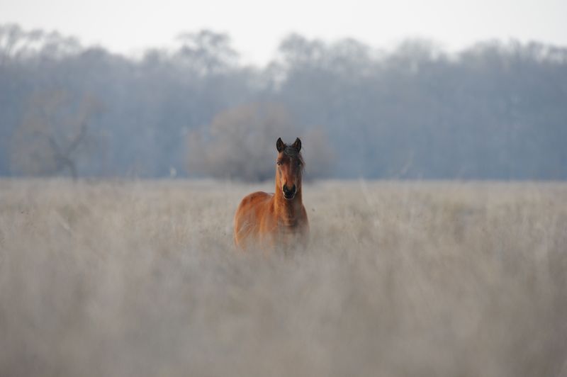 VIER_PFOTEN_2013-01-15_017