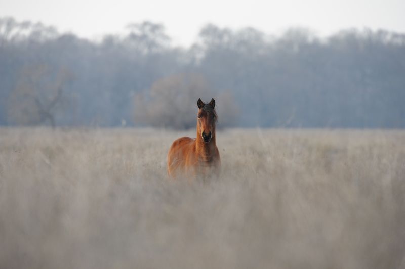 VIER_PFOTEN_2013-01-15_017