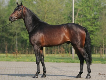 holandsky-teplokrevnik_mhp13cm