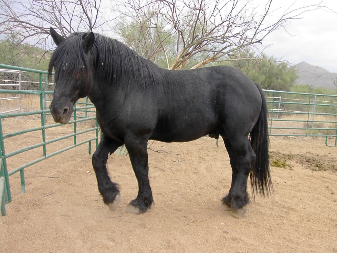 percheron