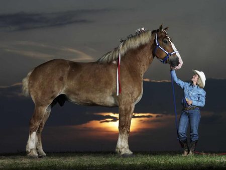 percheron-horse-3