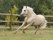 palomino_welsh_pony_stallion__colorado