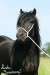 foto30--felsky-pony-od-zuzule-