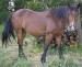 250px-Criollo_horse