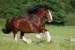 shire-horse11