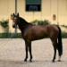 bargello_salerno_stallion_in_i-AP-1FG3KF-TH
