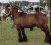 ardenský-kůň (1)