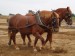 Suffolk_horses_ploughing